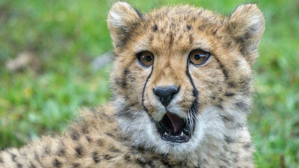 Foto: Petr Hamerník, Zoo Praha