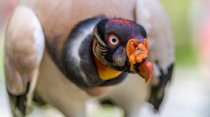 Kondor královský, foto: Petr Hamerník, Zoo Praha 