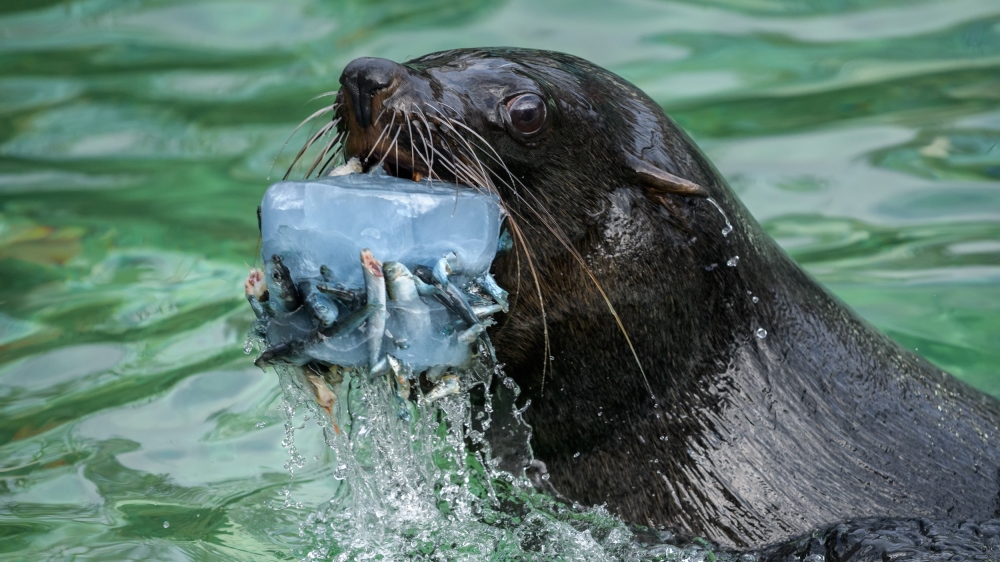 Srpnové soboty budou věnované lachtanům. Foto: Petr Hamerník, Zoo Praha