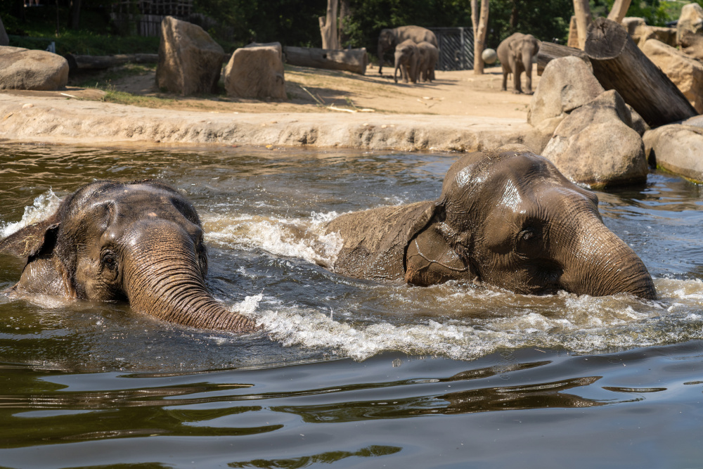 Koupání slonů indických Shanti a Gulab, foto: Oliver Le Que, Zoo Praha