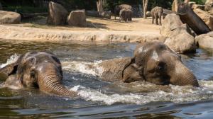 Koupání slonů indických Shanti a Gulab, foto: Oliver Le Que, Zoo Praha