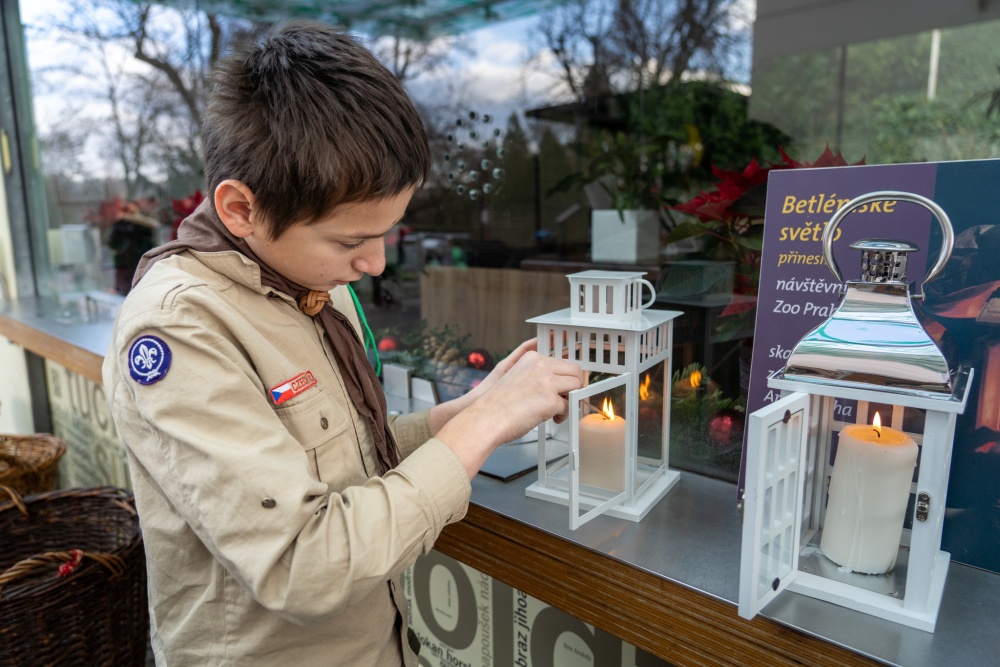 Skauti přinášejí Betlémské světlo do Zoo Praha. Foto: Petr Hamerník, Zoo Praha