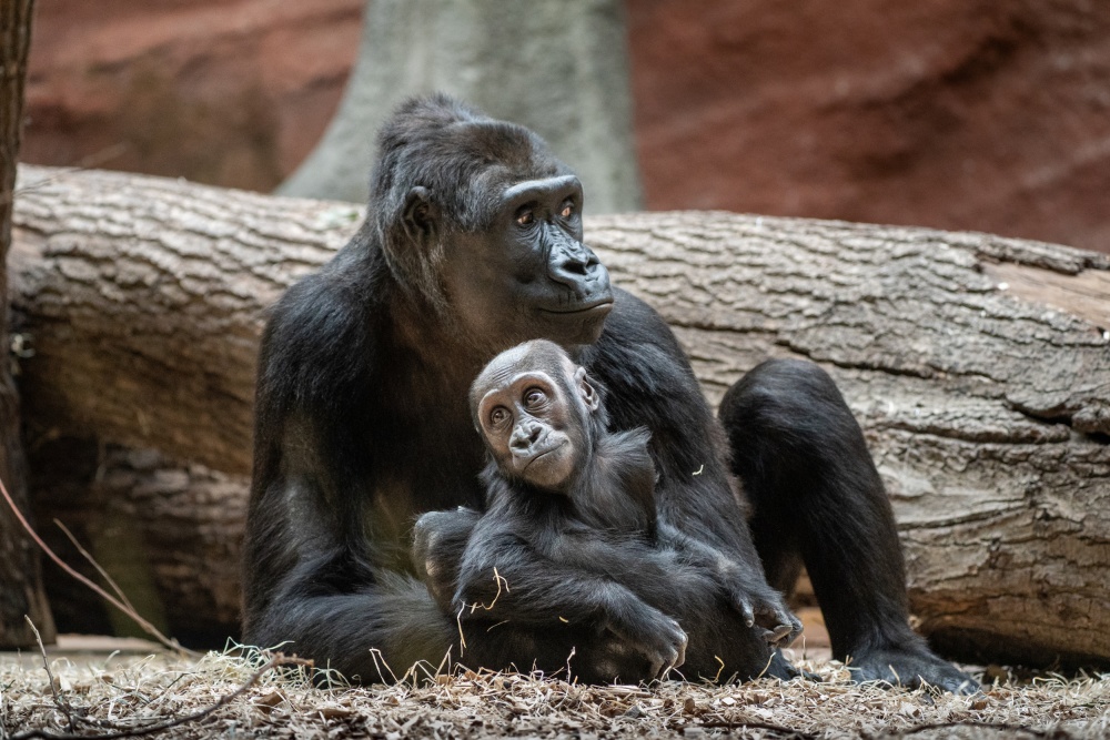 Mobi v objetí Duni, foto: Oliver Le Que, Zoo Praha