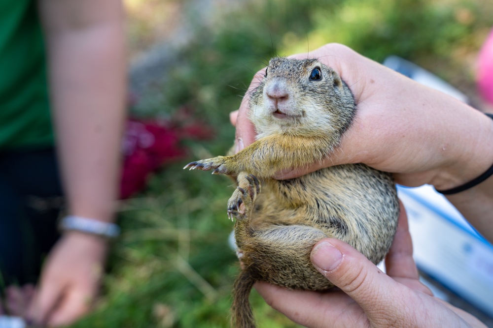One of the ground squirrels from the Sklenářka colony during annual monitoring. Photo: Oliver Le Que, Prague Zoo One of the ground squirrels from the Sklenářka colony during annual monitoring. Photo: Oliver Le Que, Prague Zoo