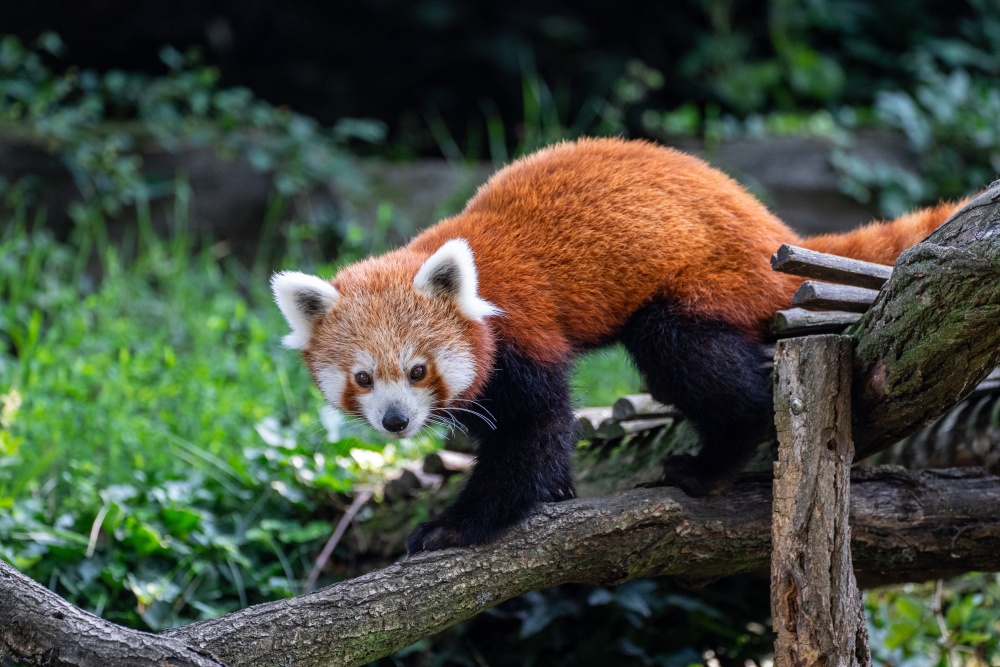 Foto: Oliver Le Que, Zoo Praha