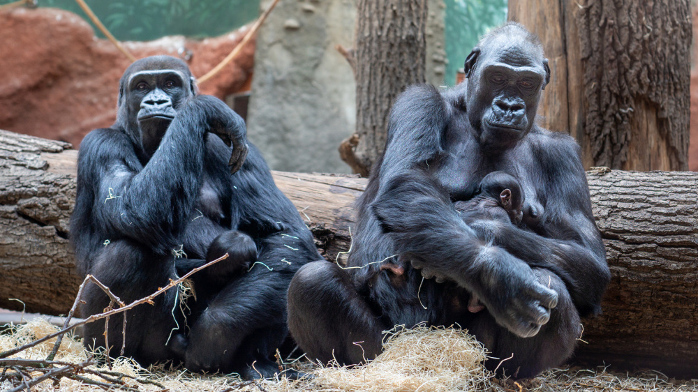 Foto: Oliver Le Que, Zoo Praha