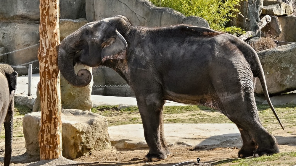 Gulab prověřuje nové parkosy, foto: Roman Vodička, Zoo Praha Gulab prověřuje nové parkosy, foto: Roman Vodička, Zoo Praha