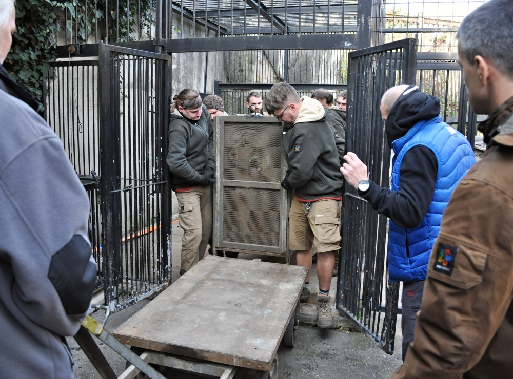  Nakládání Ginni v Zoo Praha před samotným transportem do Budapěšti. Foto: Roman Vodička, Zoo Praha