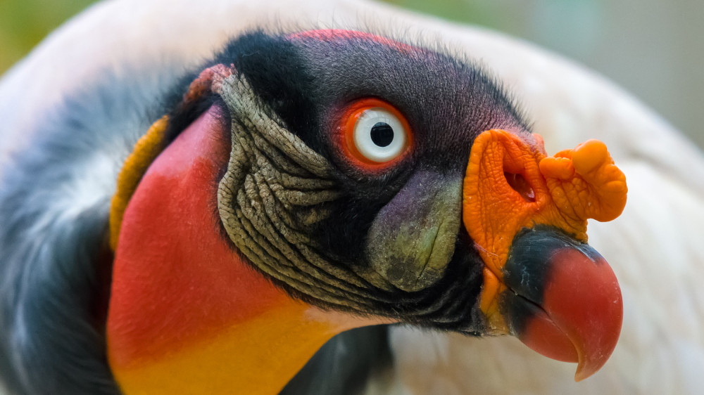 Foto: Petr Hamerník, Zoo Praha