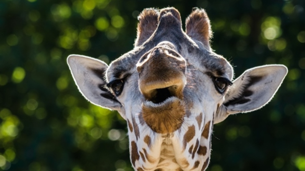 Foto: Petr Hamerník, Zoo Praha