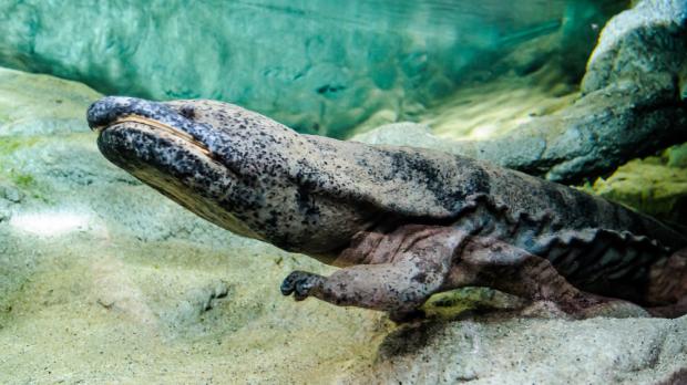 Foto: Petr Hamerník, Zoo Praha