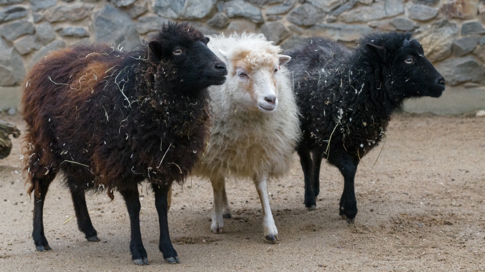 Photo: Petr Hamerník, Prague Zoo