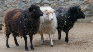 Photo: Petr Hamerník, Prague Zoo