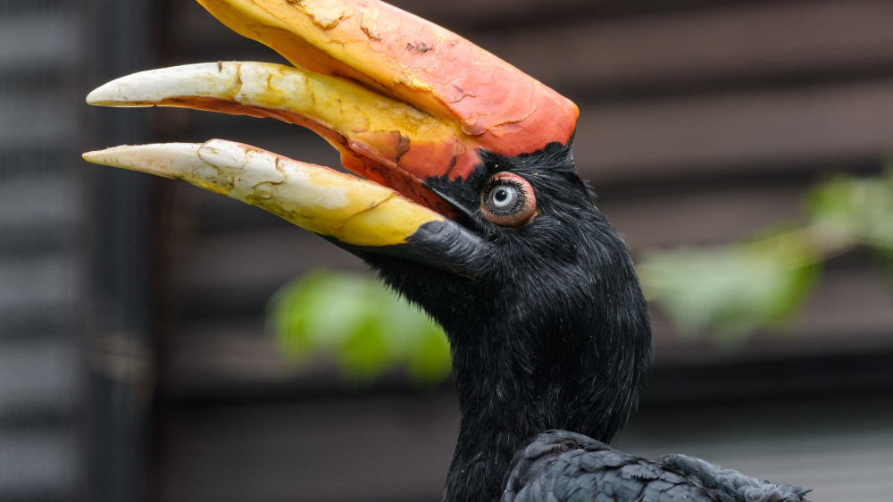 Foto: Petr Hamerník, Zoo Praha