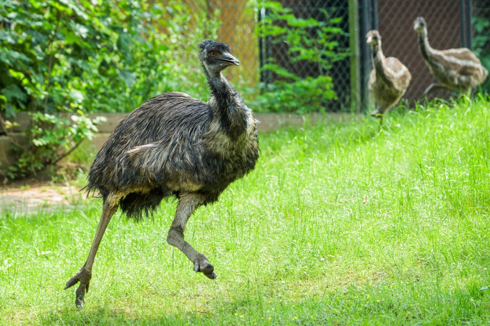 Samec emua hnědého Taťulda II. alias Emil vyseděl a odchoval v Zoo Praha již řadu mláďat.