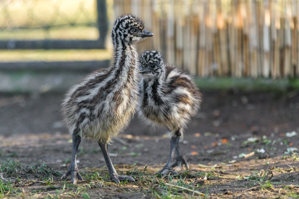 Týden stará mláďata emu hnědého jsou odvážná a zkoumají své okolí. Foto: Petr Hamerník, Zoo Praha
