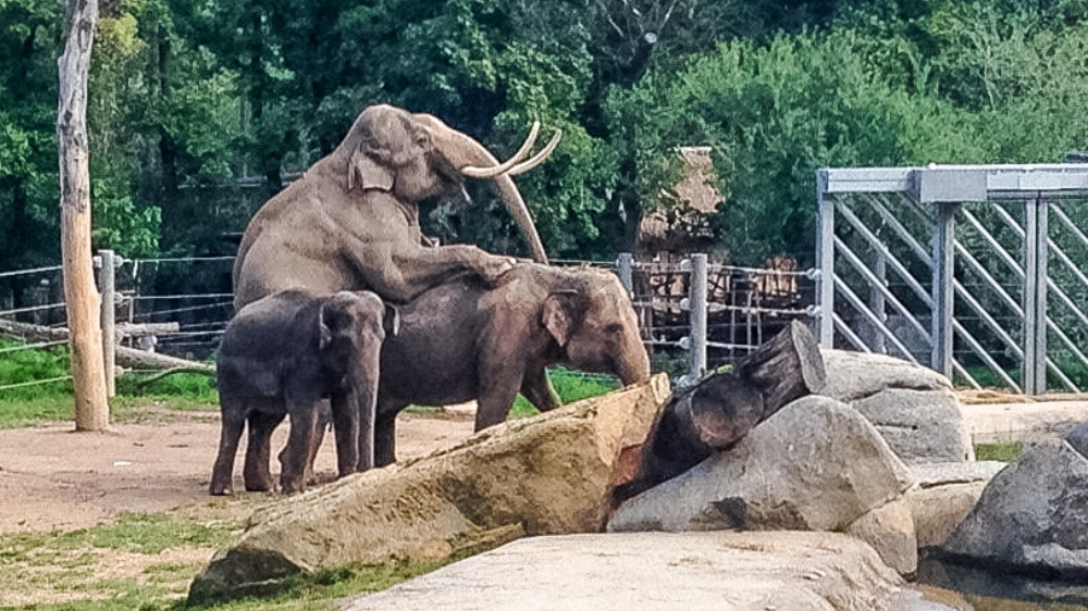 Unikátní záběr Mekongova – snad úspěšného – pokusu o páření Donny zachycený mobilním telefonem. Foto: Jaroslav Šimek, Zoo Praha