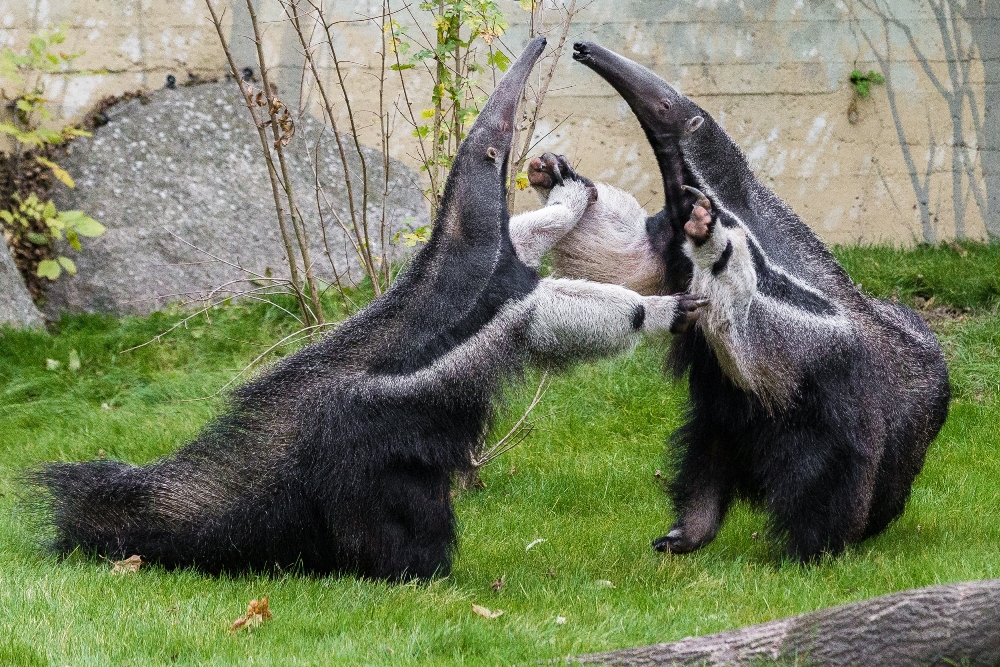 Samice mravenečníka velkého Ella a samec Hannibal poprvé spolu. Foto: Petr Hamerník, Zoo Praha