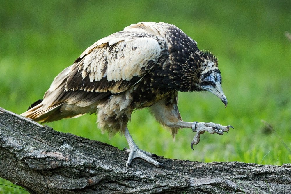 Odchov trojčat nejohroženějšího supa Evropy se podařil pražské zoo historicky poprvé. Foto: Petr Hamerník, Zoo Praha