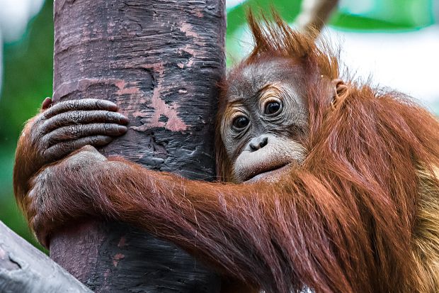 Diri oslaví své třetí narozeniny. Petr Hamerník, Zoo Praha