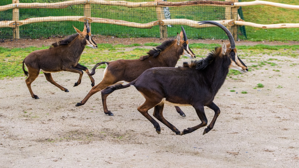 Sable antelopes running outside for the first time after winter. This species stands out for its contrasting colouring - the white belly is complemented by an almost black colouration, especially in adult males. It is also the reason for the species’ common name. Photo Petr Hamerník, Prague Zoo