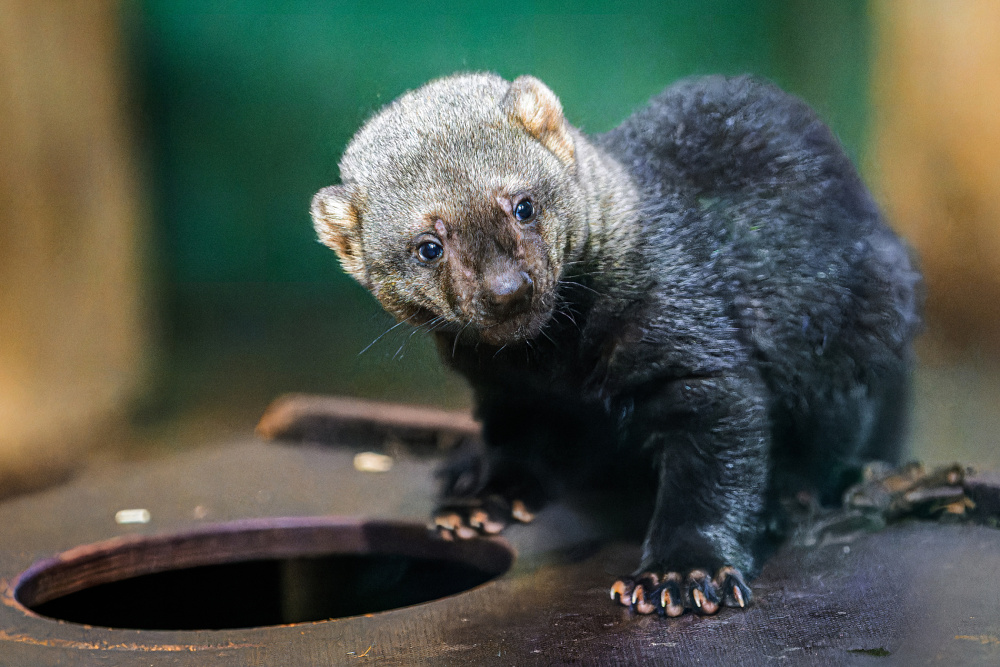 Foto Petr Hamerník, Zoo Praha