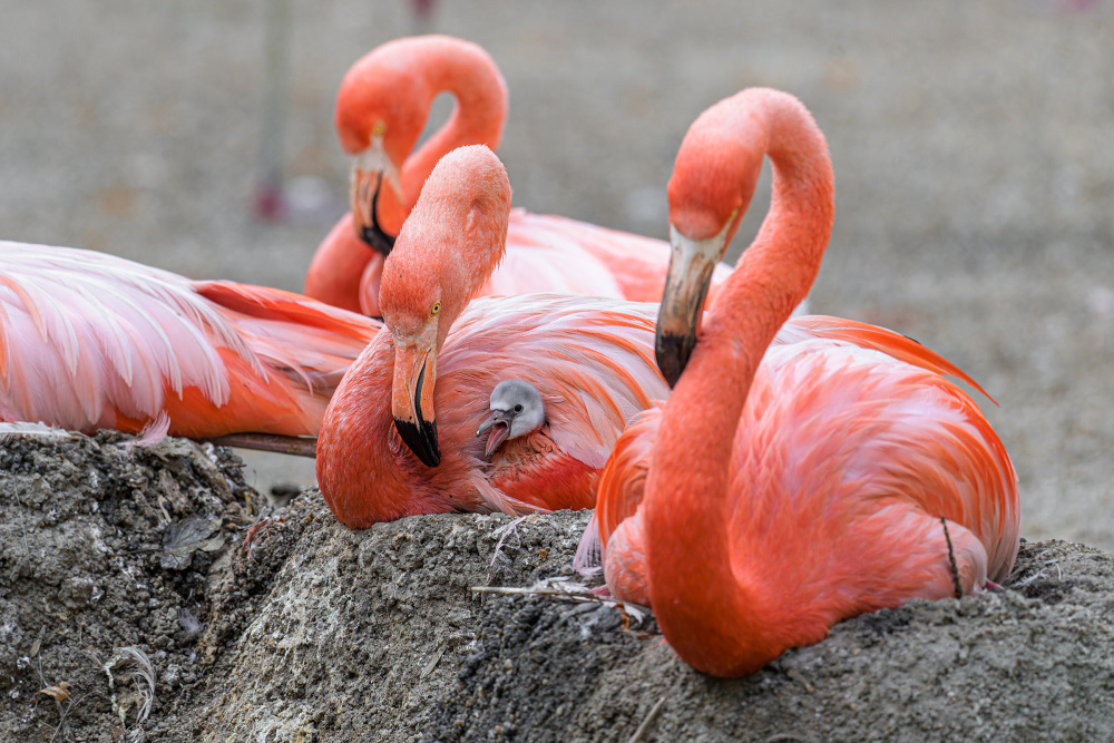 Foto Petr Hamerník, Zoo Praha