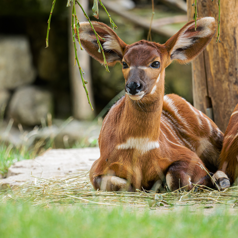 Foto Petr Hamerník, Zoo Praha