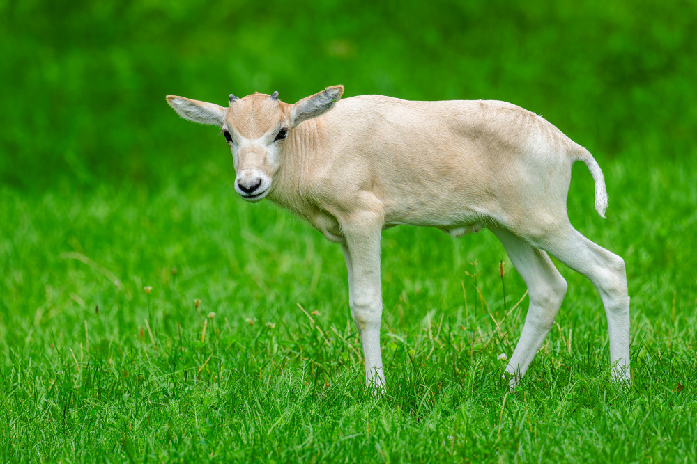 Foto Petr Hamerník, Zoo Praha