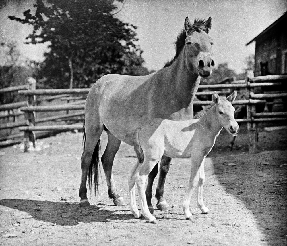 První hříbě koně Převalského se v Zoo Praha narodilo 21. března 1933. Zakladateli chovu se stali hřebec Alki a klisna Minka. Zdroj: Archiv Zoo Praha