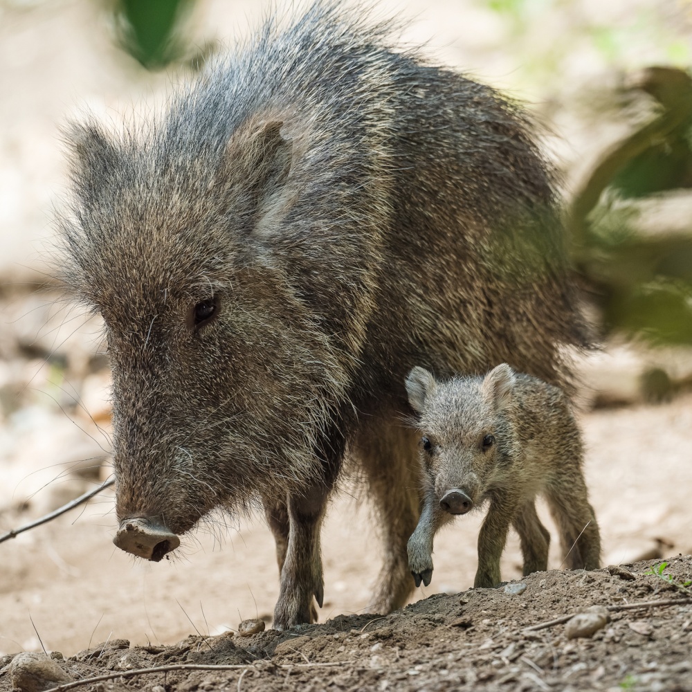 Obě mláďata pekariů Wagnerových se pohybují hlavně v blízkosti své již zkušené matky. Pohlaví zatím není známo. Autor: Petr Hamerník, Zoo Praha 