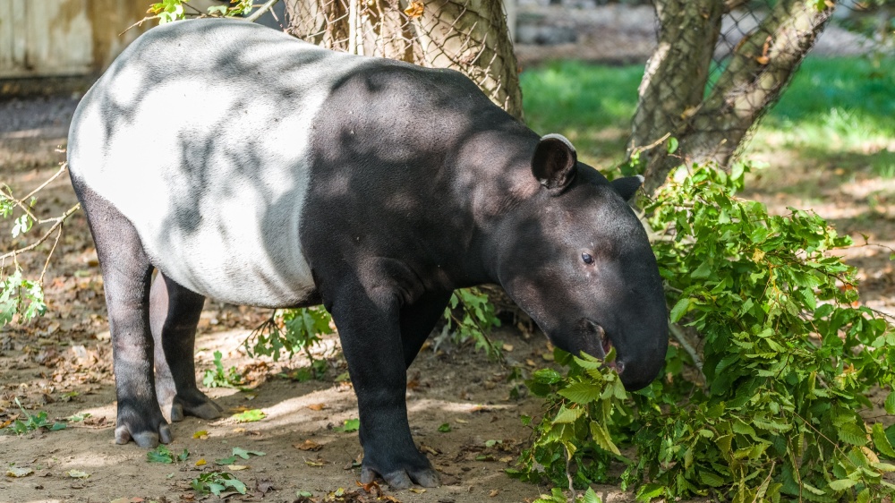 Návštěvníci mohou Morse ještě naposledy pozorovat ve výběhu i s jeho matkou. Zhruba v polovině týdně odcestuje do Zoo Norimberk. Autor: Petr Hamerník, Zoo Praha 