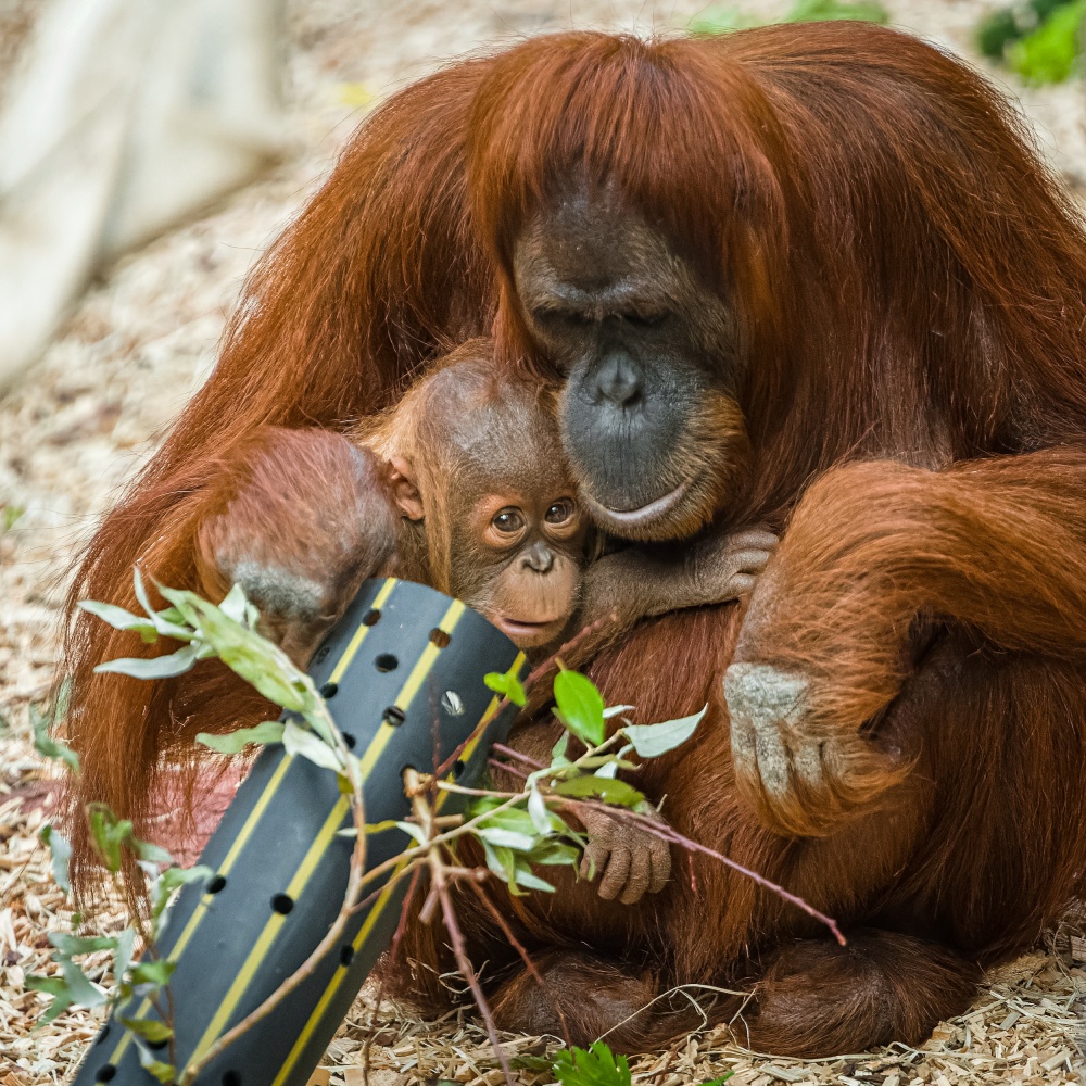 Orangutani sumaterští dostali u příležitosti oslav prvních narozenin Kawiho hned několik enrichmentových prvků. Z důvodu uzavření pavilonu Indonéská džungle kvůli rekonstrukci bylo celé předání promítáno na obrazovku u Vzdělávacího centra. Autor: Petr Hamerník, Zoo Praha 