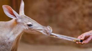 Na komentované krmení oblíbených hrabáčů s mrštnými jazyky se mohou lidé vydat do Afrického domu v 10.30. Foto: Petr Hamerník, Zoo Praha 