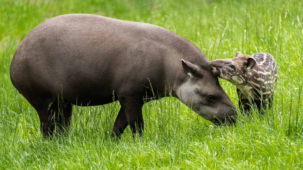 Mladá samička tapíra jihoamerického se narodila letos 29. dubna. Na fotografii se svou matkou samicí Taluen. Autor Petr Hamerník, Zoo Praha.  