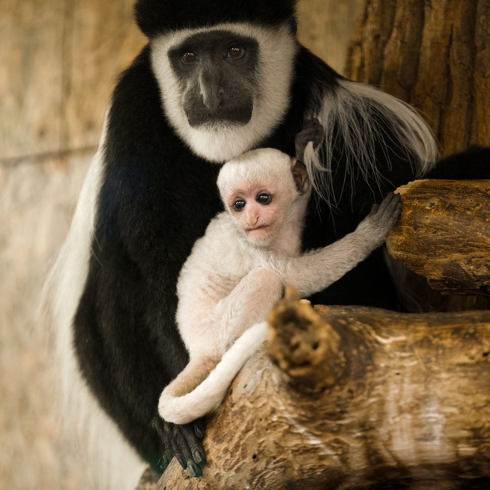 Třítýdenní samička je již dvanáctým mládětem zkušené devatenáctileté samice Lucie. Foto Petr Hamerník, Zoo Praha