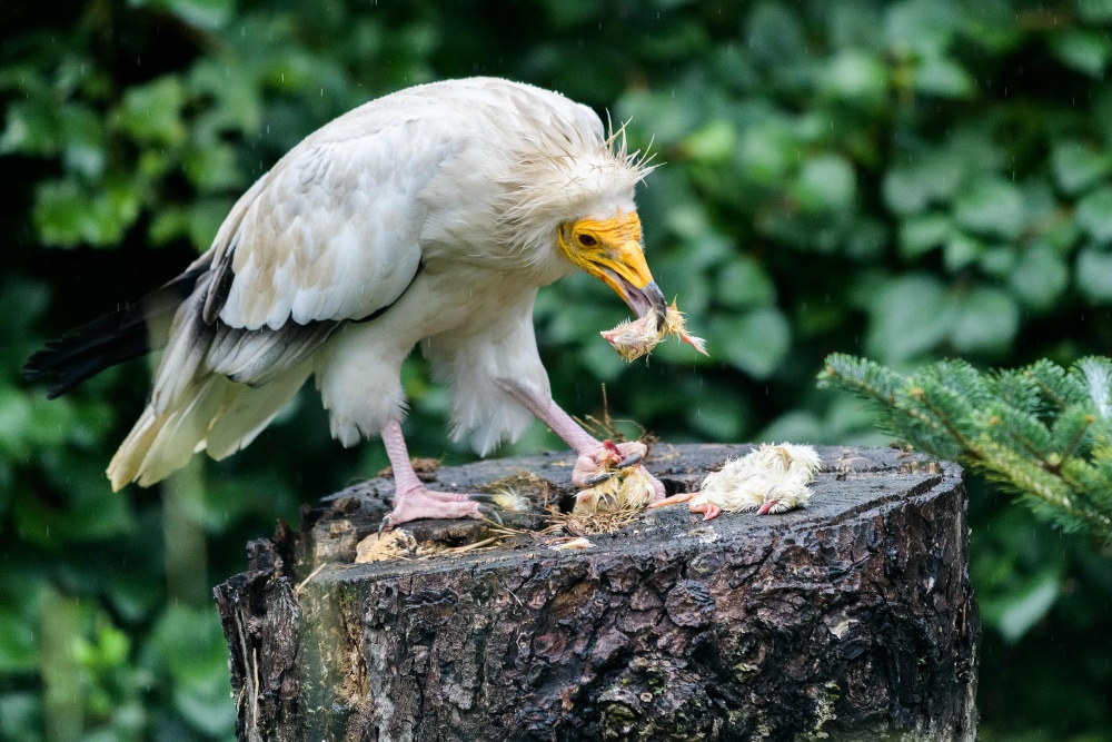 Pro supy mrchožravé jsou oblíbenou pochoutkou například malá kuřátka. Supi žerou šest dní v týdnu, postí se pouze v neděli. Autor: Petr Hamerník, Zoo Praha 