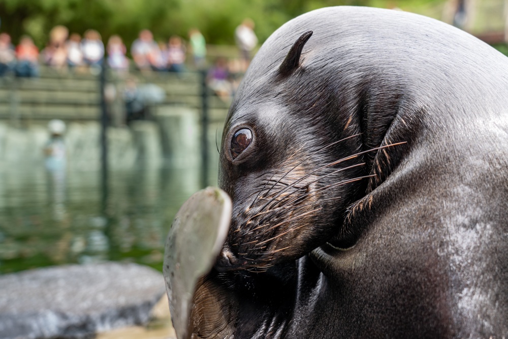 Kromě nutných veterinárních úkonů Eda umí pozdravit, mávat či se „zastydět“. Foto Oliver Le Que Zoo Praha