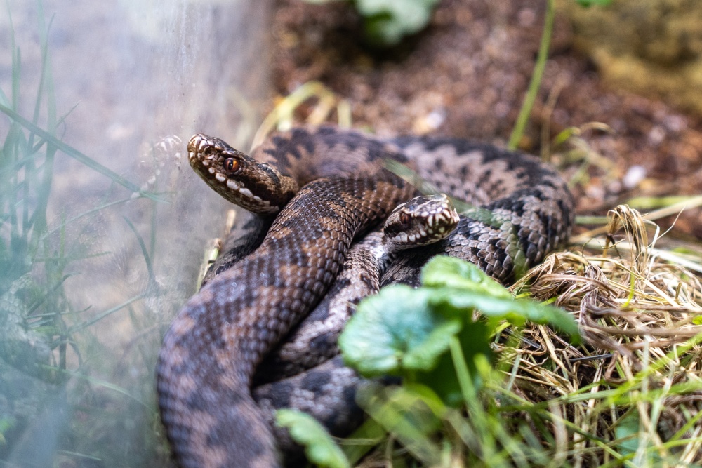 Okamžitě po zimování se páří například zmije v sekci českých hadů v Teráriu, které se nachází v Rezervaci Bororo v dolní části areálu. Foto Oliver Le Que, Zoo Praha