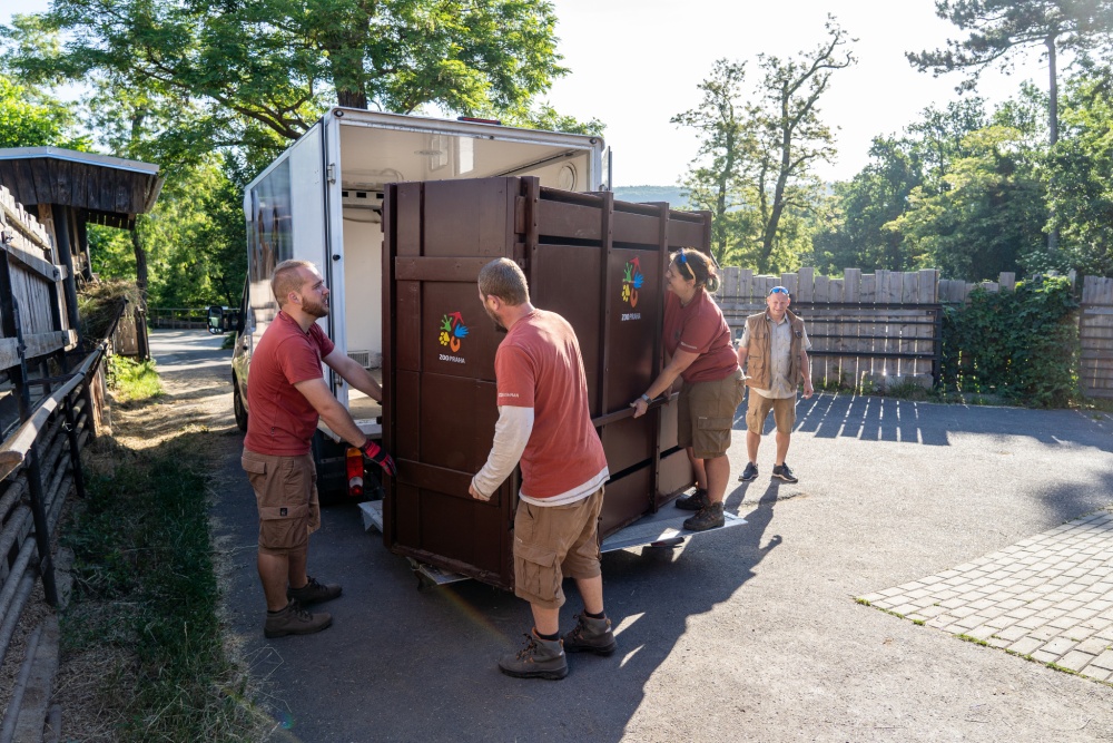 Prixi , a female European bison, leaves for the Caucasus, where she is to become one of the founders of the newly restored bison population. Photo: Oliver Le Que, Zoo Praha 