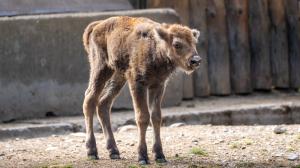 Samička zubra je 103. mládětem tohoto druhu kopytníka narozeným v pražské zoo od počátku chovu v roce 1948. Foto Oliver Le Que, Zoo Praha