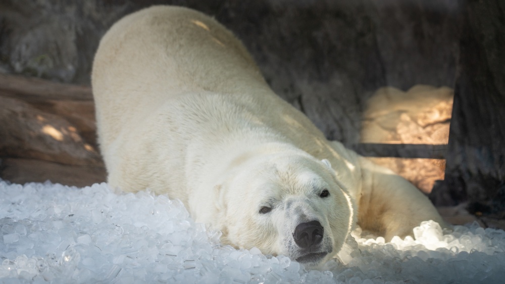 Lední medvěd Aleut jako dominantnější z bratrů prozkoumal dnes ledový enrichment jako první. Foto Oliver Le Que, Zoo Praha