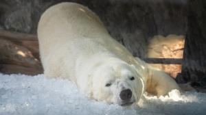 Lední medvěd Aleut jako dominantnější z bratrů prozkoumal dnes ledový enrichment jako první. Foto Oliver Le Que, Zoo Praha 