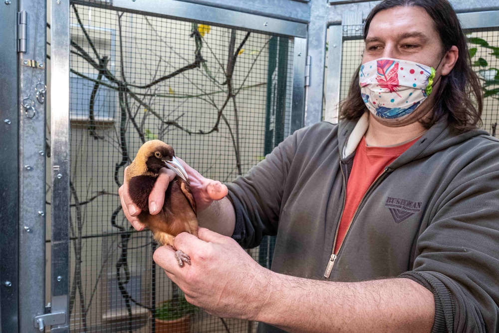 Zoo Praha nově chová dva dvouleté samce rajek volavých. V dospělosti je bude zdobit pestrobarevné peří, do něj dorostou podle kurátora chovu ptáků Antonína Vaidla (na fotografii) zhruba za pět let. Autor: Miroslav Bobek, Zoo Praha 