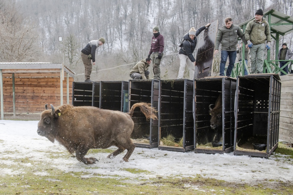 Transport zubrů z evropských zoo do NP Shahdag v Ázerbájdžánu v lednu 2026. Foto: Emil Khalilov, WWF
