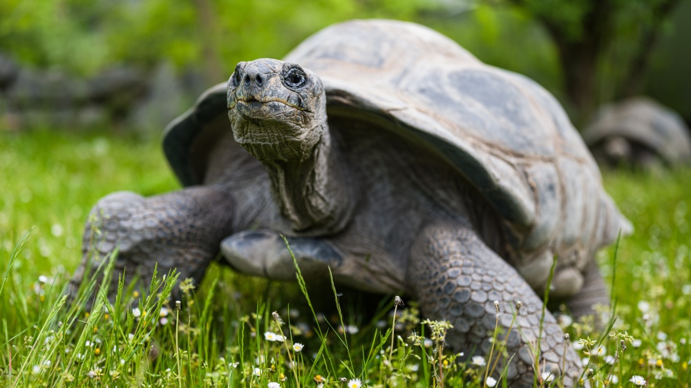 Prague Zoo has been breeding giant tortoises since 1948. Visitors can watch ten individuals of this species in the Giant Tortoise Pavilion. Author: Petr Hamerník, Prague Zoo 