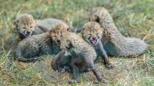 Gepardí mláďata začínají po necelém měsíci života neohrabaně a opatrně chodit. Stále jsou plně závislá na mateřském mléce. Foto Petr Hamerník, Zoo Praha