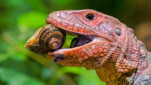 Silné čelisti vybavené krátkými, dlaždicovitými „stoličkami“ slouží dracénám jako louskáček. Foto Petr Hamerník, Zoo Praha 