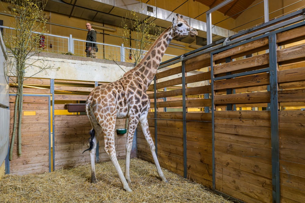 Tříletá žirafí samice Niara v zázemí pavilonu Africký dům. V pozadí vrchní veterinář Zoo Praha Roman Vodička. Foto Petr Hamerník, Zoo Praha