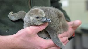 Mládě tučňáka Humboldtova je pokryto šedým prachovým peřím. Zhruba v šestém týdnu života začne přepeřovat do juvenilního šatu, ve kterém pak kolem 100. dne života vstoupí poprvé do vody. Černobílý šat dospělých získá až mnohem později, přibližně na přelomu jara a léta 2027. Foto Petr Hamerník, Zoo Praha